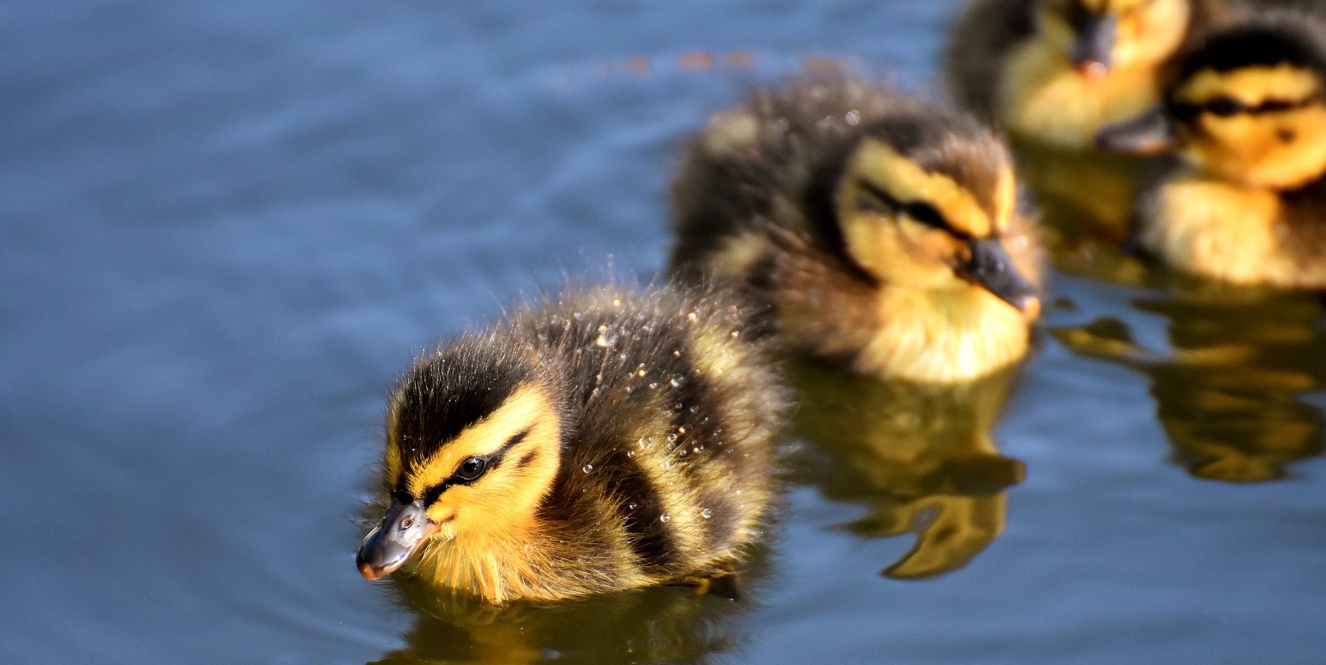 Get ducks. Утенок.