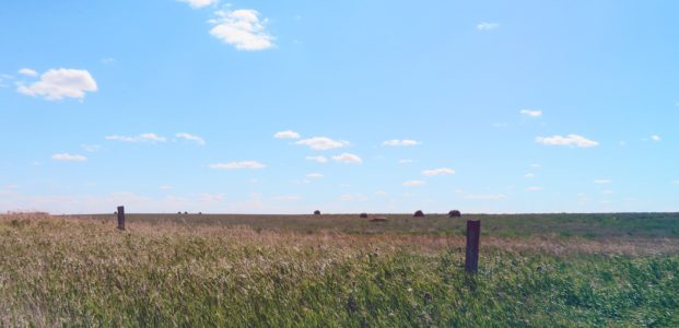 Legal Challenges to the Government of Saskatchewan’s Proposed Sell-Off of Public Pastures