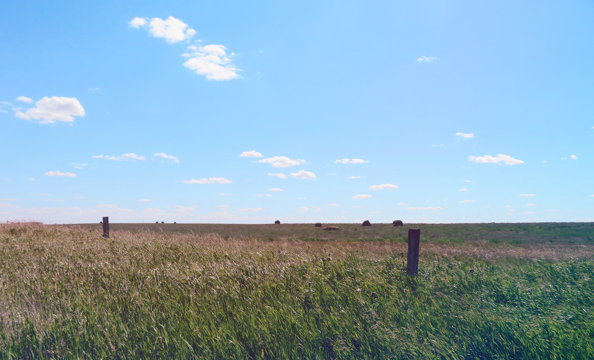 Legal Challenges to the Government of Saskatchewan’s Proposed Sell-Off of Public Pastures