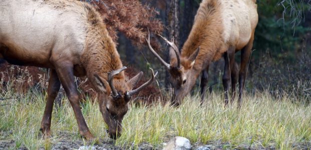 Saskatchewan Woodland Caribou Range Plan