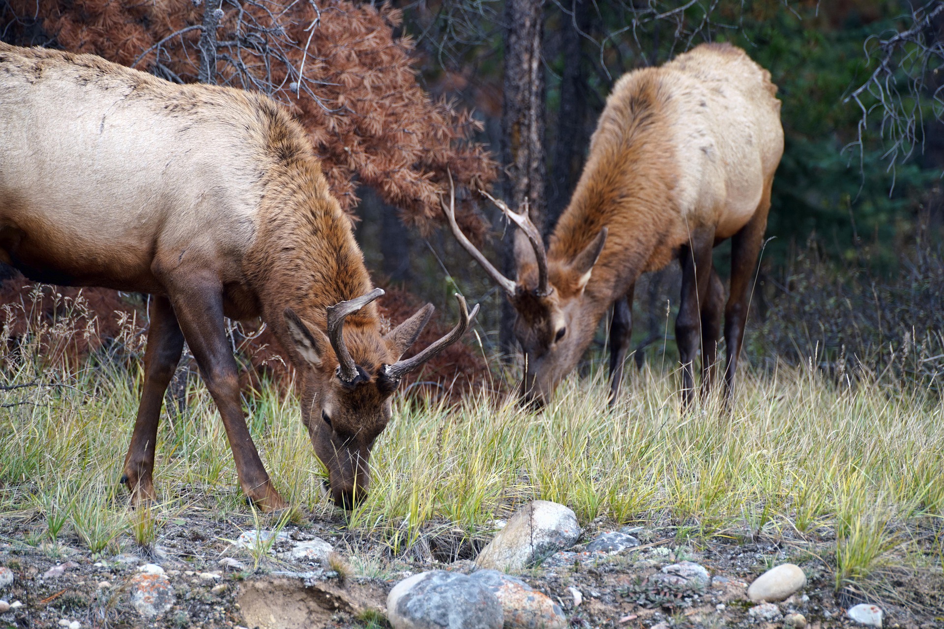 Saskatchewan Woodland Caribou Range Plan